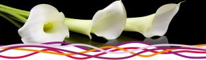 White lilies on a black background suggesting a funeral reception at the John Godber Centre